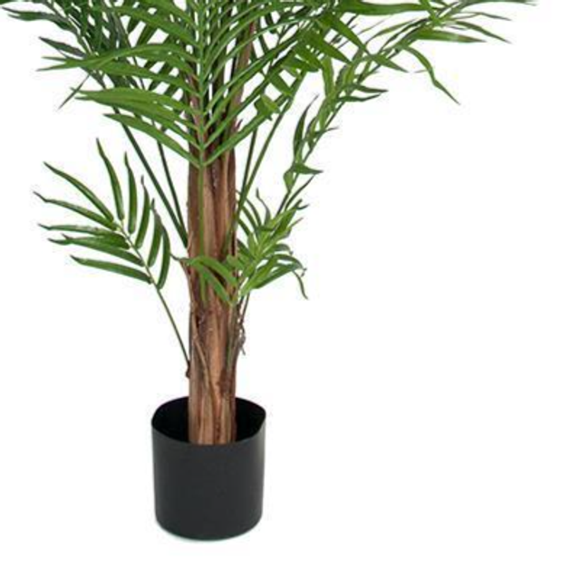 Mr Plant Areca - bild 2