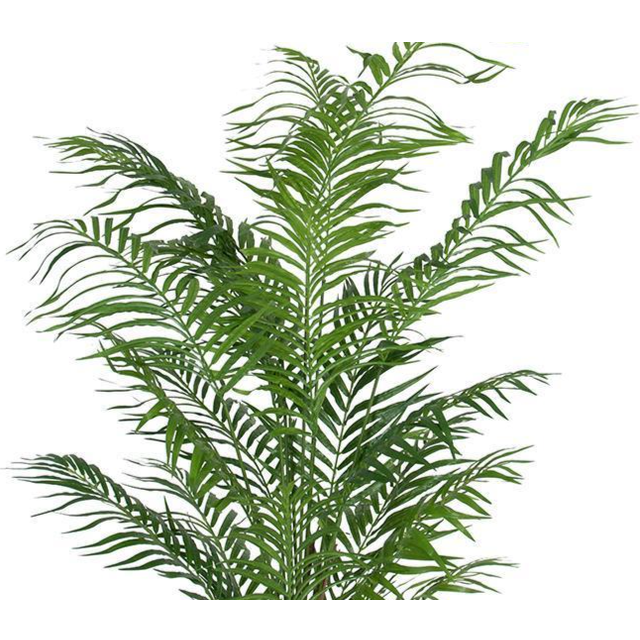 Mr Plant Areca - bild 3