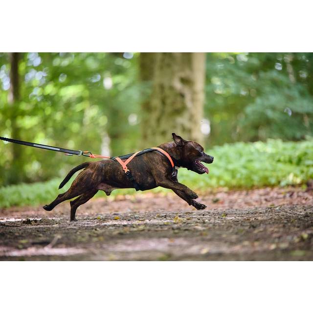 Non-Stop Dogwear Rush Harness Black/Orange