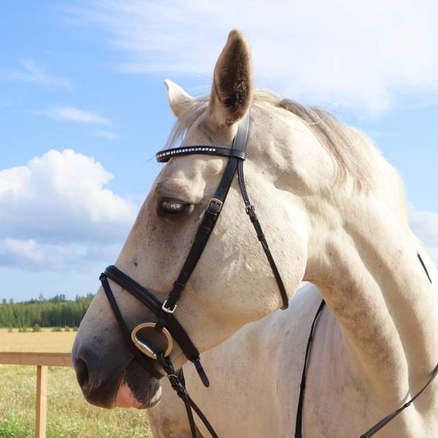 Equestrian Essentials Vital Hodelag Med Tøyler